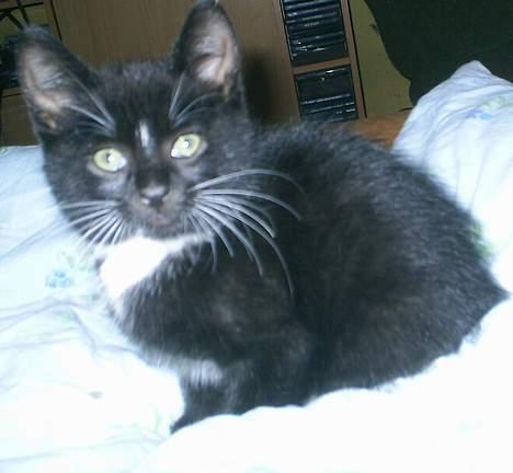 Huskat Neptun  billede 7