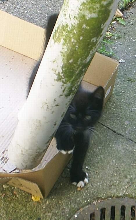 Huskat Neptun  billede 8