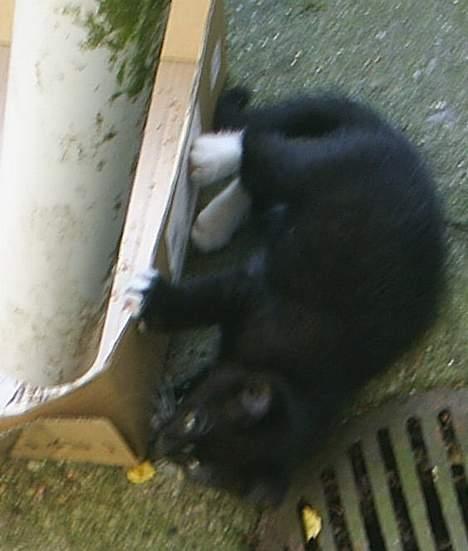 Huskat Neptun  billede 9