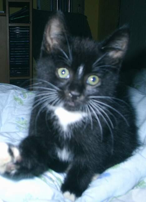 Huskat Neptun  billede 10