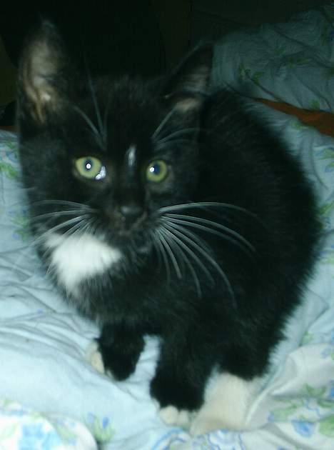 Huskat Neptun  billede 11