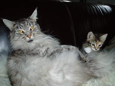 Maine Coon DK Wildenrath's Aske RIP billede 8