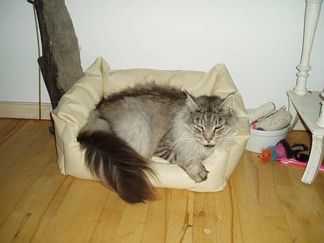 Maine Coon DK Wildenrath's Aske RIP - Hvor mange misser har deres egen læder sofa. billede 9