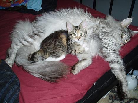 Maine Coon DK Wildenrath's Aske RIP billede 10