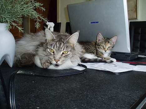 Maine Coon DK Wildenrath's Aske RIP billede 11