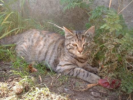 Blanding af racer Fanta.. :D billede 1