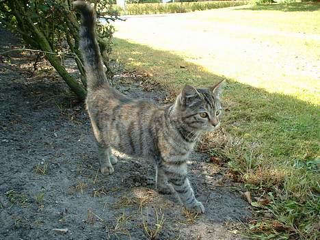 Blanding af racer Fanta.. :D billede 2