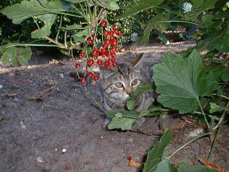 Blanding af racer Fanta.. :D billede 3