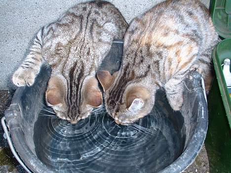 Blanding af racer Fanta.. :D - Hende til højer.. Hendes bror ved siden af, som lige er blevet solgt.. billede 4