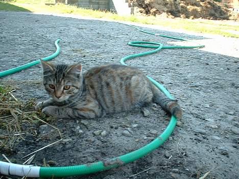 Blanding af racer Fanta.. :D - Se mine flotte farver.. billede 5