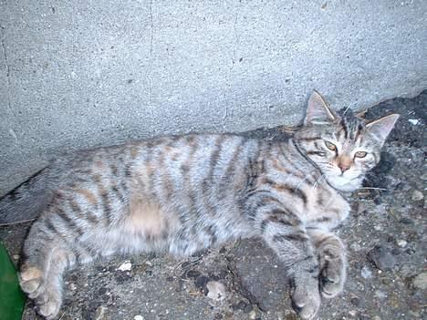 Blanding af racer Fanta.. :D billede 6