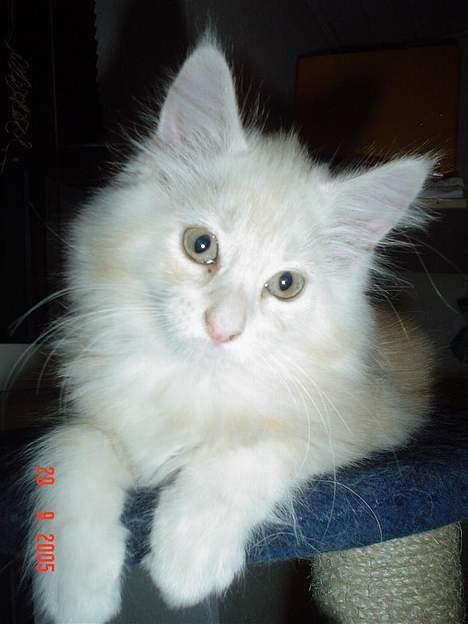 Maine Coon Oliver billede 7