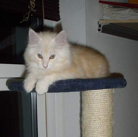 Maine Coon Oliver billede 8