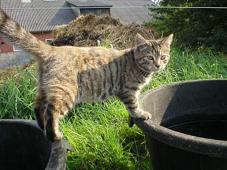 Blanding af racer Fanta.. :D billede 7