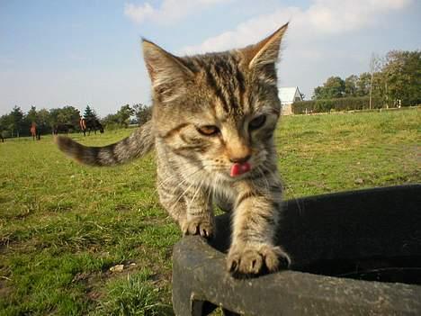 Blanding af racer Fanta.. :D - Arh lækkert at få slukket tørsten.. :) billede 9