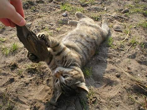 Blanding af racer Fanta.. :D - Jeg vil ha den..! billede 10