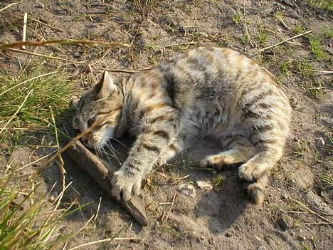 Blanding af racer Fanta.. :D - Ja jeg fik den.. Får altid min vilje.. :D billede 11