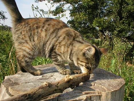 Blanding af racer Fanta.. :D - Kan den spises? billede 13