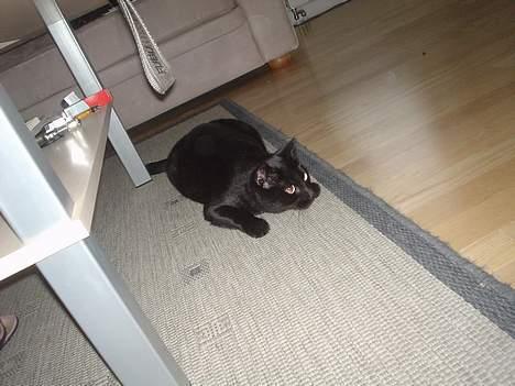 Blanding af racer Majse - hun ligge lige og prøver på at fange en flue på gulvet.. *S* billede 16