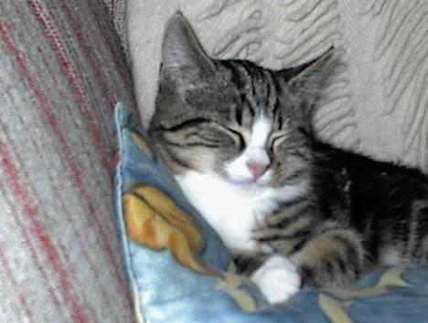 Blanding af racer Lucky - Ahhhh.... Luksus katten billede 1