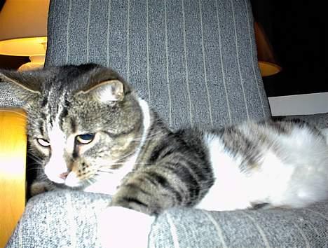 Blanding af racer Lucky - Hov!!! Hvad var det?? billede 2