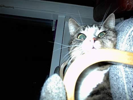 Blanding af racer Lucky - BØH! billede 3