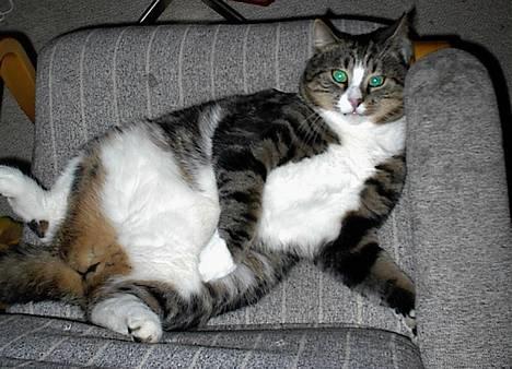 Blanding af racer Lucky - Just chillin´ billede 4