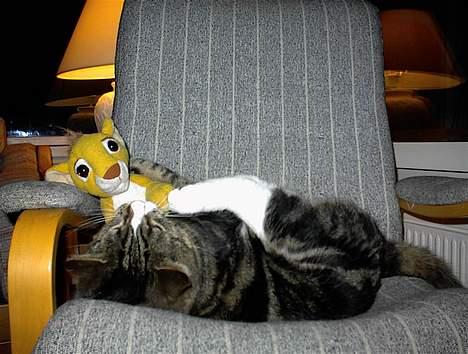 Blanding af racer Lucky - Her får Simba (bamsen) lidt tæv af Lucky! billede 5