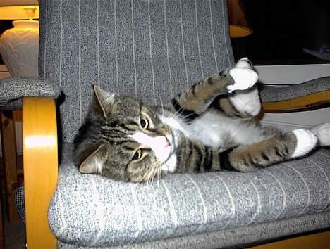 Blanding af racer Lucky - Aerobics-katten! billede 6