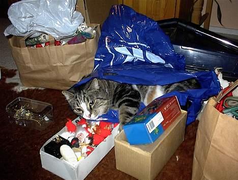 Blanding af racer Lucky - Lucky i julepynts posen! billede 7