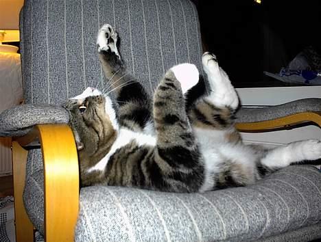 Blanding af racer Lucky - Kung-fu katten! billede 8