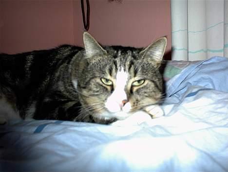 Blanding af racer Lucky - SMUT med det kamera mor! billede 9