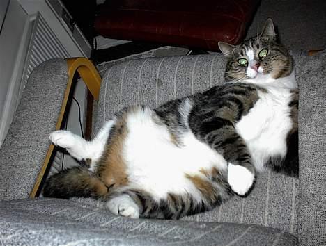 Blanding af racer Lucky - *Laser-blikket* du bliver søøøøøøøøøøøøvnig billede 10