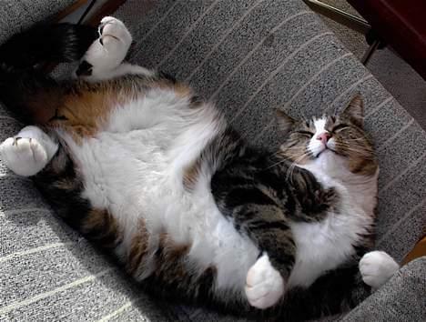 Blanding af racer Lucky - Tja, er man for stor til stolen må man jo slange sig! billede 12