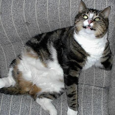 Blanding af racer Lucky - Dræber katten! billede 13