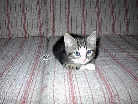 Blanding af racer Lucky - Lucky som lille bitte killing billede 14