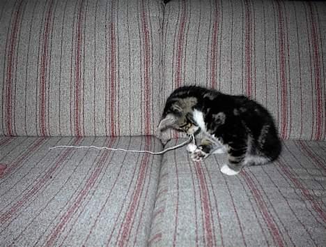 Blanding af racer Lucky - Hmmm.... Hvad mon der er dernede? billede 15