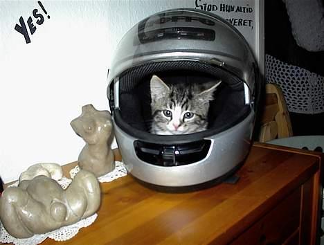 Blanding af racer Lucky - Biker lucky billede 16