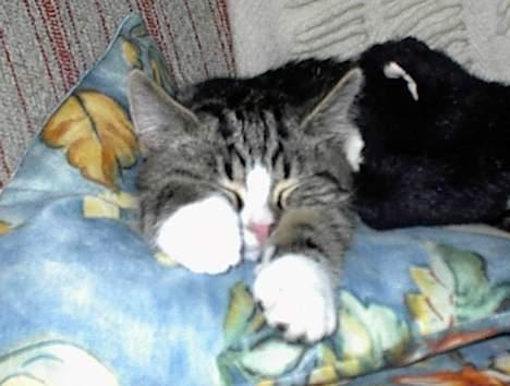 Blanding af racer Lucky - Zzzzzz billede 17