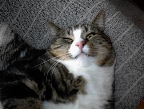 Blanding af racer Lucky - Harj med dig! ;) billede 18