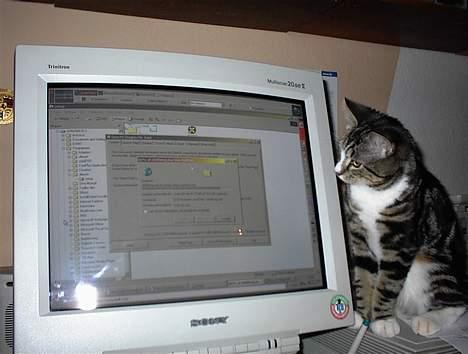 Blanding af racer Lucky - Computer-geniet billede 19