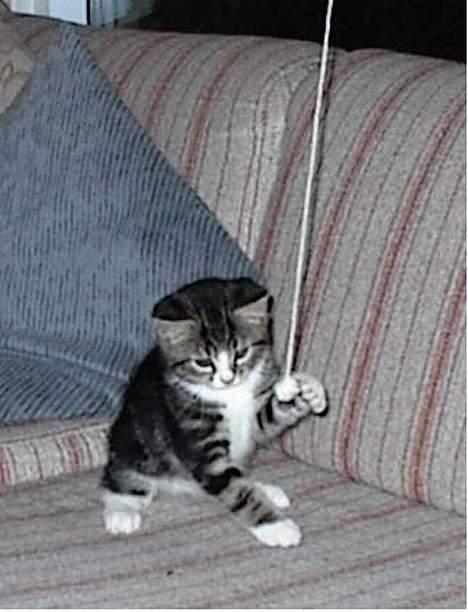 Blanding af racer Lucky - Luskens første møde med garnbold! billede 20