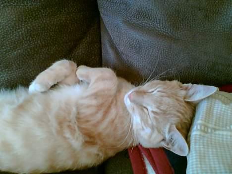 Blanding af racer Felix billede 1