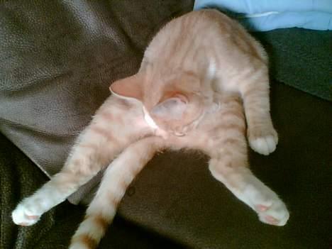 Blanding af racer Felix billede 2