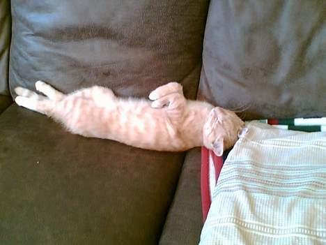 Blanding af racer Felix billede 3