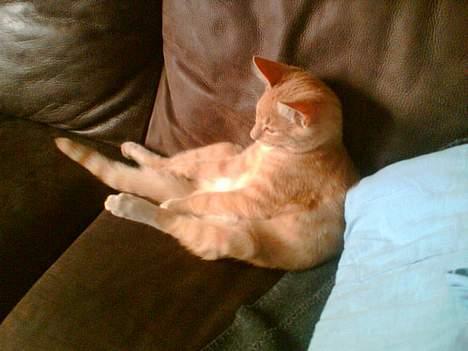 Blanding af racer Felix billede 4