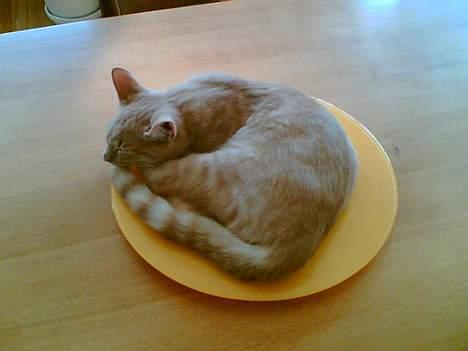 Blanding af racer Felix billede 5