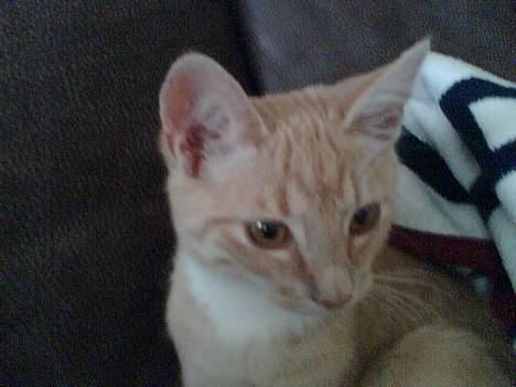 Blanding af racer Felix billede 6