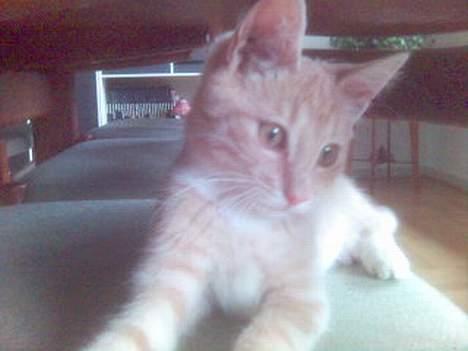 Blanding af racer Felix billede 7