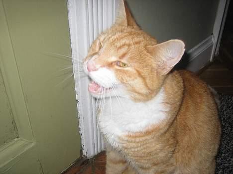 Blanding af racer Victor - Miijauv! Jeg vil ud! - Jeg er nemlig lidt for forkælet, og bruger altid hoveddøren i stedet for kattelemmen. billede 18